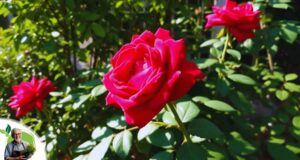Essential Growing Tips for Mister Lincoln Rose Success
