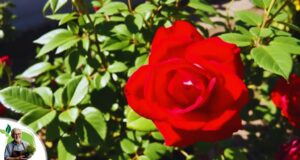 Mister Lincoln Rose Review