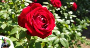 Common Challenges and Solutions in Growing Mister Lincoln Roses